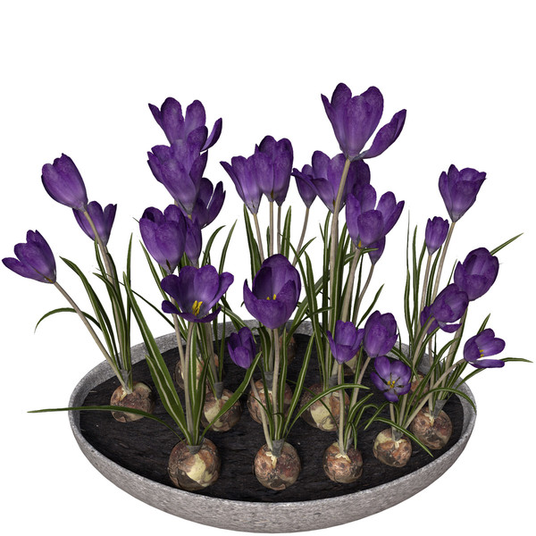 max crocus flowers plant - XfrogPlants Crocus by xfrog