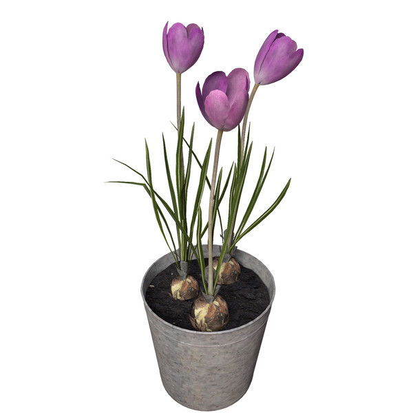 max crocus flowers plant - XfrogPlants Crocus by xfrog