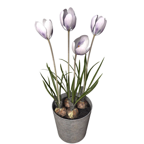 max crocus flowers plant - XfrogPlants Crocus by xfrog
