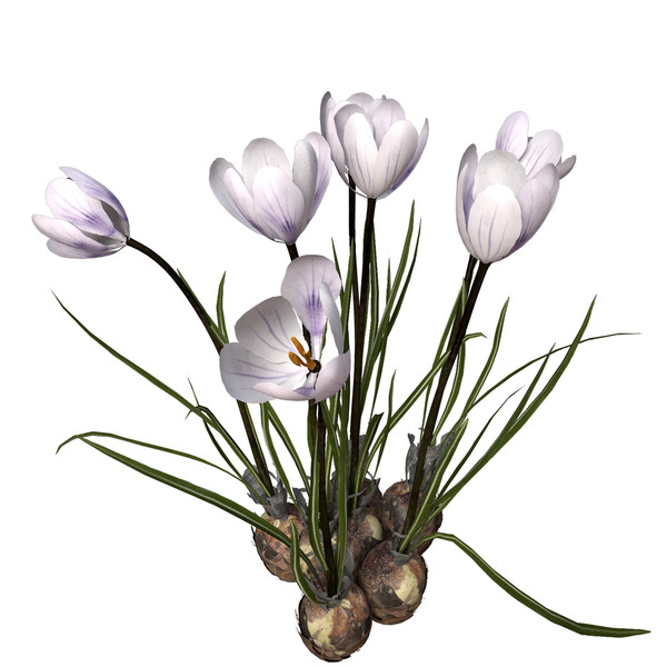 max crocus flowers plant - XfrogPlants Crocus by xfrog