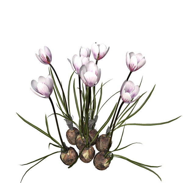 max crocus flowers plant - XfrogPlants Crocus by xfrog