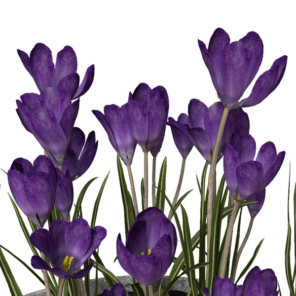 max crocus flowers plant - XfrogPlants Crocus by xfrog