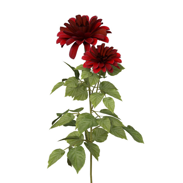 dahlia plants flowers 3d c4d - XfrogPlants Dahlia by xfrog