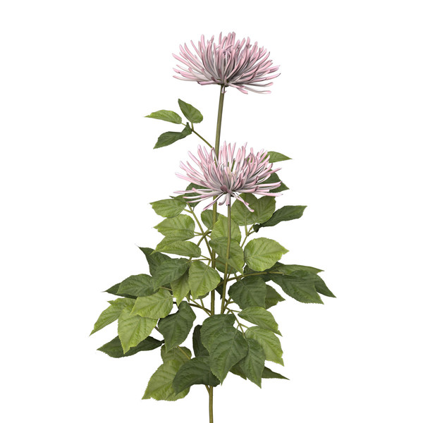 dahlia plants flowers 3d c4d - XfrogPlants Dahlia by xfrog