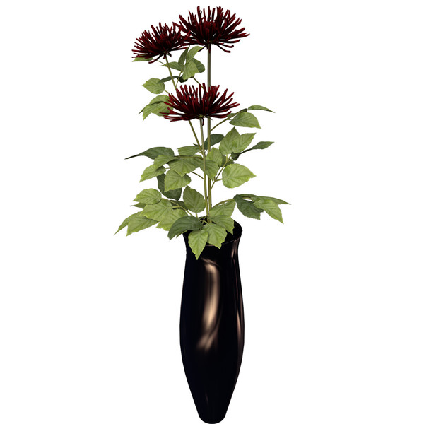dahlia plants flowers 3d c4d - XfrogPlants Dahlia by xfrog