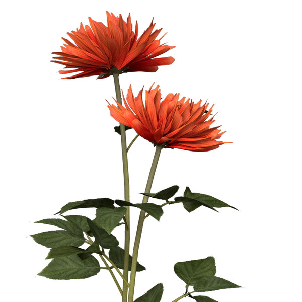 dahlia plants flowers 3d c4d - XfrogPlants Dahlia by xfrog