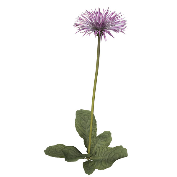 spider gerbera plants flowers 3ds - XfrogPlants Spider Gerbera by xfrog