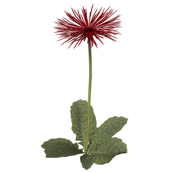 spider gerbera plants flowers 3ds - XfrogPlants Spider Gerbera by xfrog