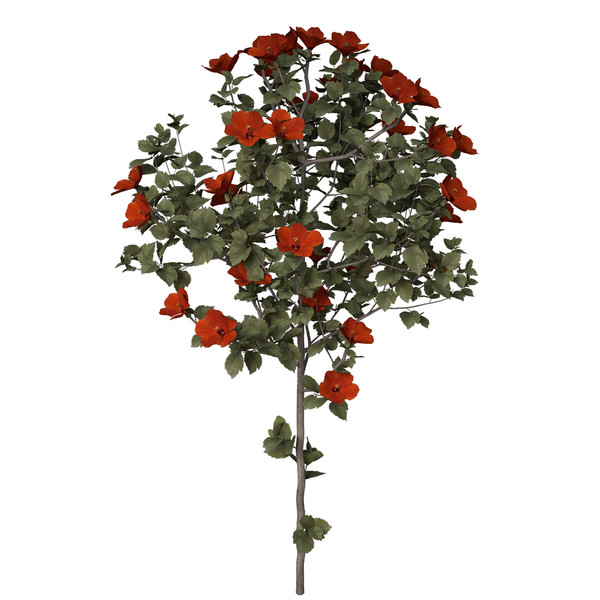 3d hibiscus asia shrubs - XfrogPlants Hibiscus by xfrog