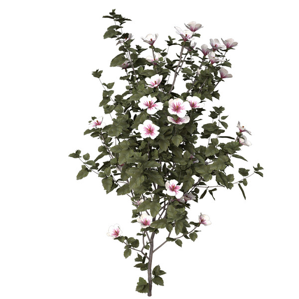 3d hibiscus asia shrubs - XfrogPlants Hibiscus by xfrog
