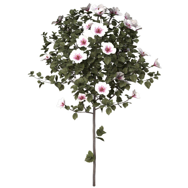 3d hibiscus asia shrubs - XfrogPlants Hibiscus by xfrog
