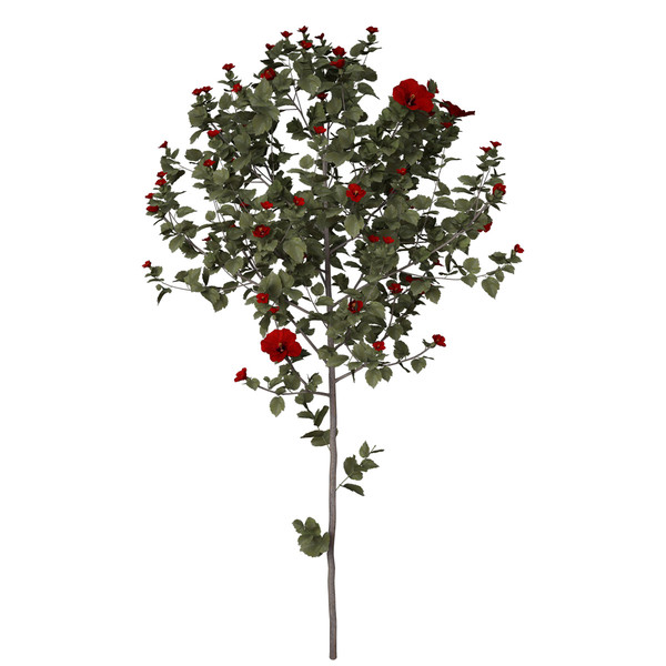 3d hibiscus asia shrubs - XfrogPlants Hibiscus by xfrog