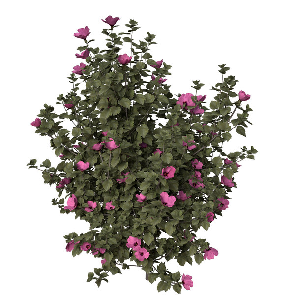 3d hibiscus asia shrubs - XfrogPlants Hibiscus by xfrog