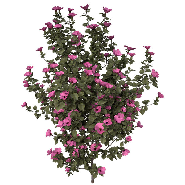 3d hibiscus asia shrubs - XfrogPlants Hibiscus by xfrog