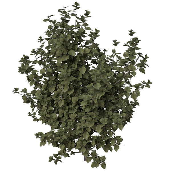 3d hibiscus asia shrubs - XfrogPlants Hibiscus by xfrog