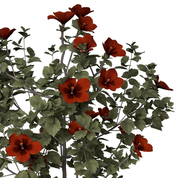 3d hibiscus asia shrubs - XfrogPlants Hibiscus by xfrog
