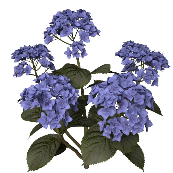 3ds hortensia hydrangea sp - XfrogPlants Hortensia by xfrog