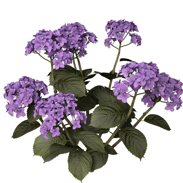 3ds hortensia hydrangea sp - XfrogPlants Hortensia by xfrog