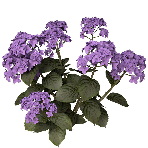 3ds hortensia hydrangea sp - XfrogPlants Hortensia by xfrog