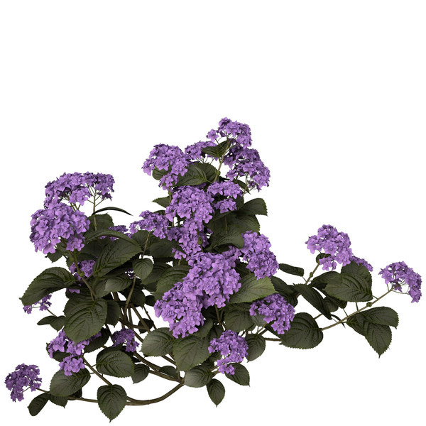 3ds hortensia hydrangea sp - XfrogPlants Hortensia by xfrog