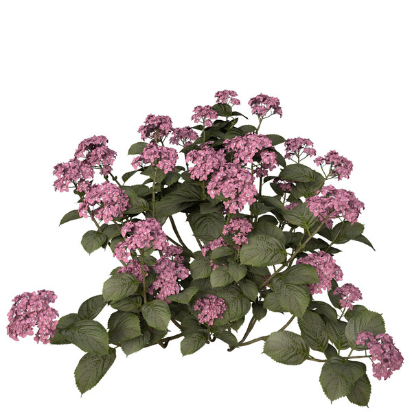 3ds hortensia hydrangea sp - XfrogPlants Hortensia by xfrog