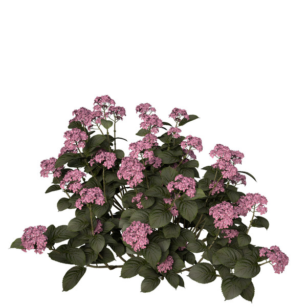 3ds hortensia hydrangea sp - XfrogPlants Hortensia by xfrog