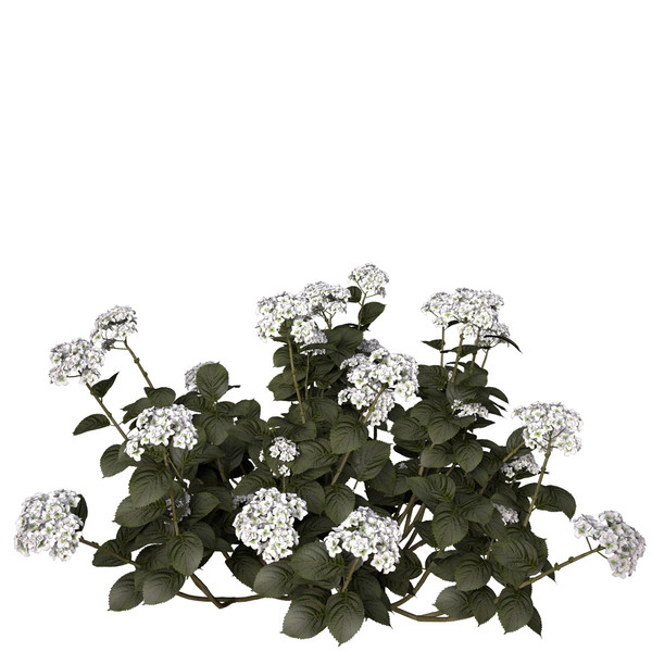 3ds hortensia hydrangea sp - XfrogPlants Hortensia by xfrog