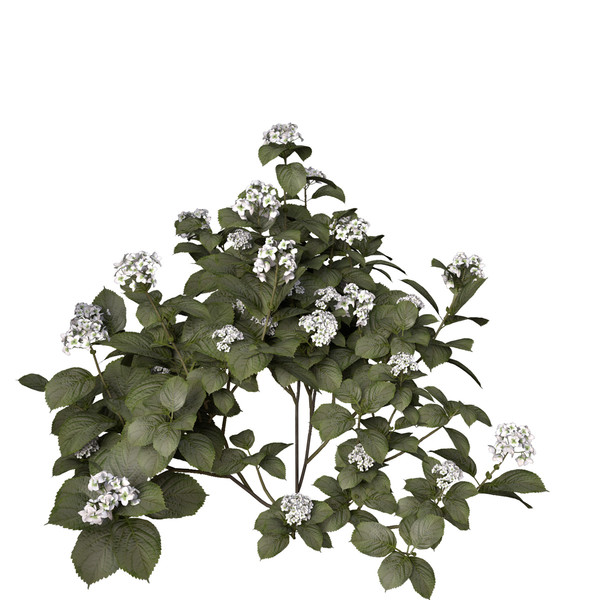 3ds hortensia hydrangea sp - XfrogPlants Hortensia by xfrog