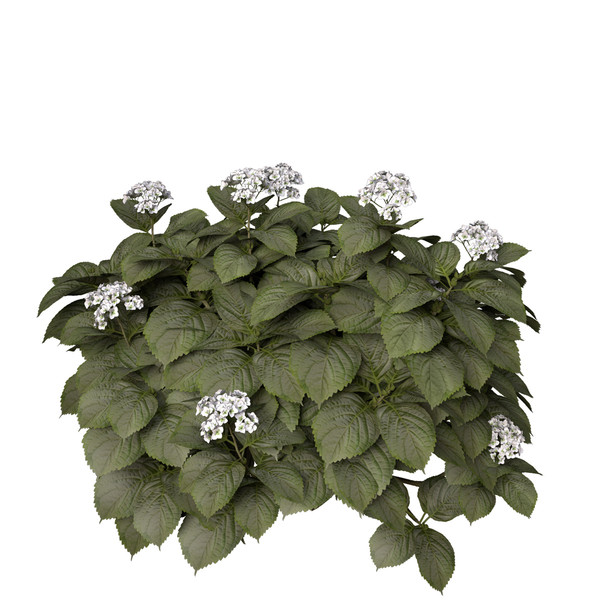 3ds hortensia hydrangea sp - XfrogPlants Hortensia by xfrog