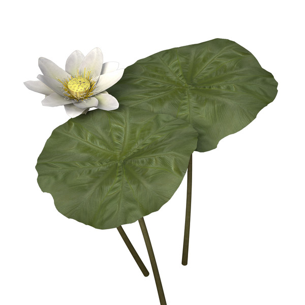 3d nelumbo plants flower model - XfrogPlants Lotus by xfrog