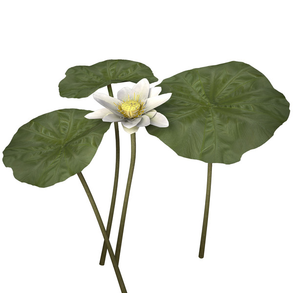 3d nelumbo plants flower model - XfrogPlants Lotus by xfrog