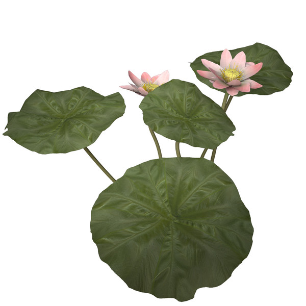 3d nelumbo plants flower model - XfrogPlants Lotus by xfrog