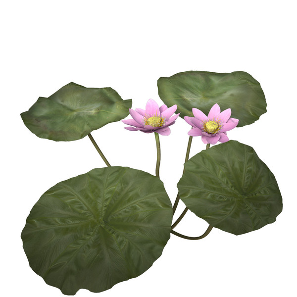 3d nelumbo plants flower model - XfrogPlants Lotus by xfrog