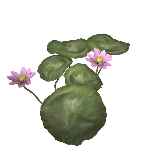 3d nelumbo plants flower model - XfrogPlants Lotus by xfrog