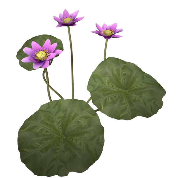 3d nelumbo plants flower model - XfrogPlants Lotus by xfrog