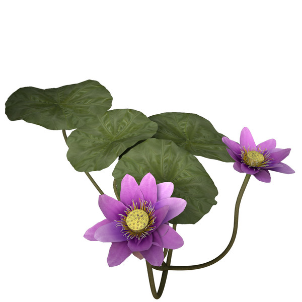 3d nelumbo plants flower model - XfrogPlants Lotus by xfrog