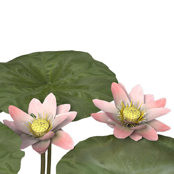 3d nelumbo plants flower model - XfrogPlants Lotus by xfrog