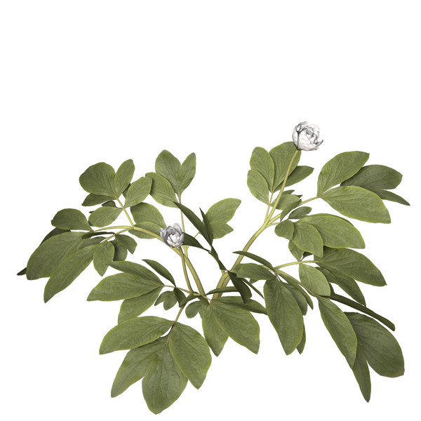 peony plants shrubs flowering 3d max - XfrogPlants Peony by xfrog