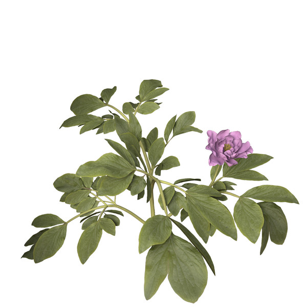 peony plants shrubs flowering 3d max - XfrogPlants Peony by xfrog