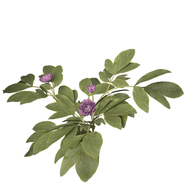 peony plants shrubs flowering 3d max - XfrogPlants Peony by xfrog