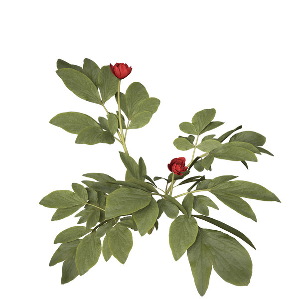 peony plants shrubs flowering 3d max - XfrogPlants Peony by xfrog