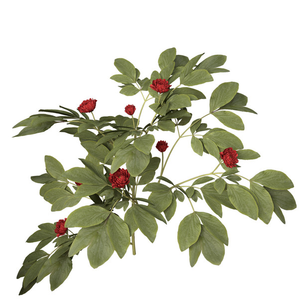 peony plants shrubs flowering 3d max - XfrogPlants Peony by xfrog