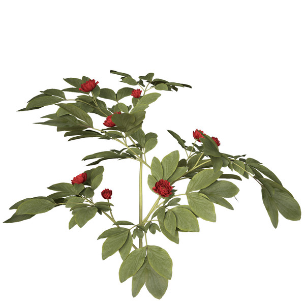 peony plants shrubs flowering 3d max - XfrogPlants Peony by xfrog