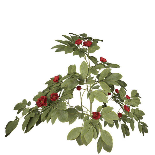 peony plants shrubs flowering 3d max - XfrogPlants Peony by xfrog
