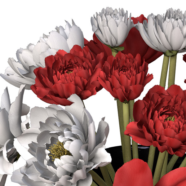 peony plants shrubs flowering 3d max - XfrogPlants Peony by xfrog