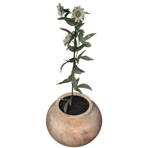 3ds max passion flower plants - XfrogPlants Passion Flower by xfrog