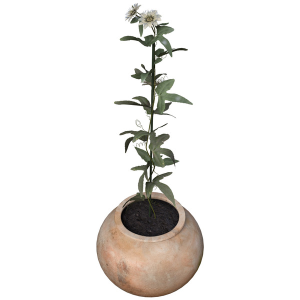 3ds max passion flower plants - XfrogPlants Passion Flower by xfrog