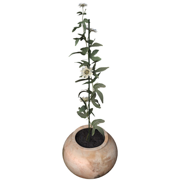 3ds max passion flower plants - XfrogPlants Passion Flower by xfrog