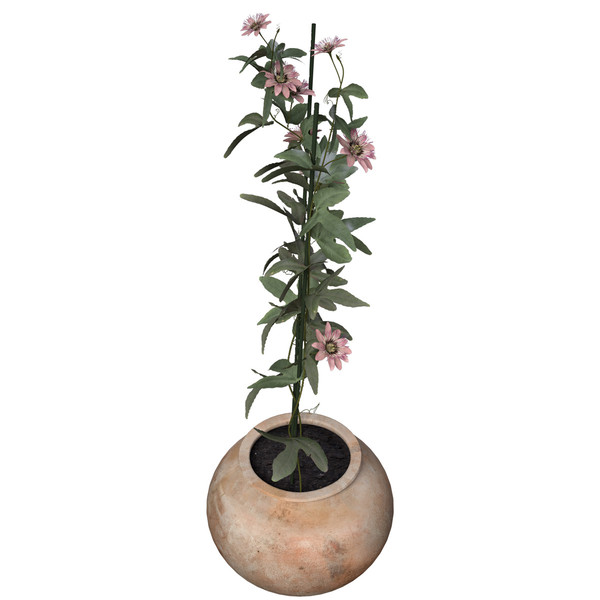 3ds max passion flower plants - XfrogPlants Passion Flower by xfrog