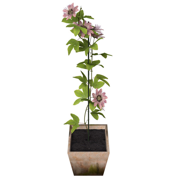 3ds max passion flower plants - XfrogPlants Passion Flower by xfrog